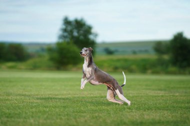 Tazı köpeği çimlerde koşar. Whippet çimlerde oynuyor. Aktif evcil hayvan.