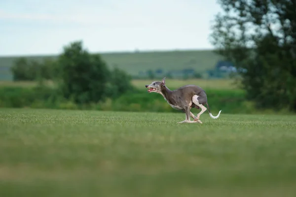 Windhund Läuft Auf Dem Rasen Whippet Spielt Auf Gras Aktives — Stockfoto