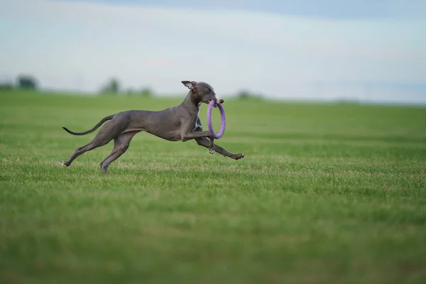 灰狗在草坪上奔跑 惠普在草地上玩耍 在户外活动的宠物 — 图库照片
