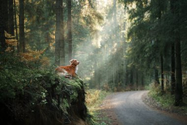 Nova Scotia ördeği sonbahar ormanında av köpeği avlıyor. Yaprak dökülen evcil hayvan. Doğadaki atmosferik fotoğraf