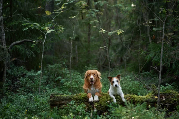 Två Hundar Sommarskogen Nova Scotia Duck Retriever Och Jack Russell — Stockfoto