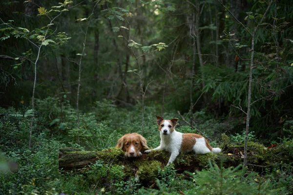 Két Kutya Nyári Erdőben Nova Scotia Kacsa Retriever Jack Russell — Stock Fotó