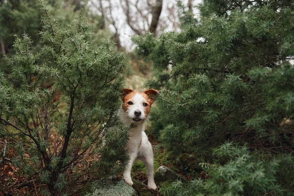 Cão Pequeno Floresta Jack Russell Terrier Numa Floresta Nebulosa Animal — Fotografia de Stock