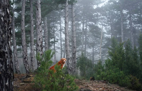 Červený Pes Mlhavém Lese Nova Scotia Kachna Mýtný Retrívr Přírodě — Stock fotografie