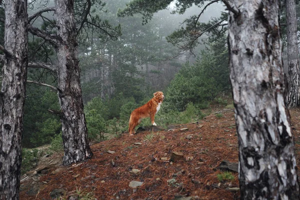 Červený Pes Mlhavém Lese Nova Scotia Kachna Mýtný Retrívr Přírodě — Stock fotografie