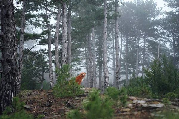 Cão Vermelho Numa Floresta Nebulosa Nova Escócia Pato Pedágio Retriever — Fotografia de Stock