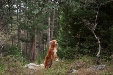 Ormandaki kırmızı köpek. Doğadaki Nova Scotia ördek avcıları. Yürüyüş için güzel bir hayvan.