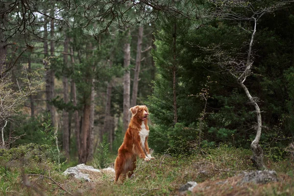 Czerwony Pies Lesie Nova Scotia Kaczka Tolling Retriever Naturze Piękny — Zdjęcie stockowe