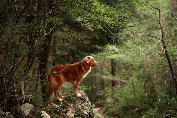 stock image Red dog in the forest. Nova Scotia duck tolling retriever in nature. Beautiful pet for a walk