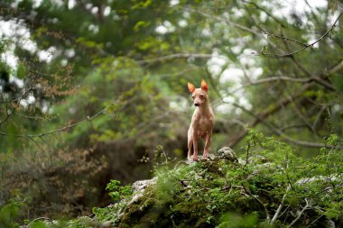 Ormandaki köpek. Amerikan Kılsız Teriyeri. Açık havada yürüyen küçük bir hayvan. 