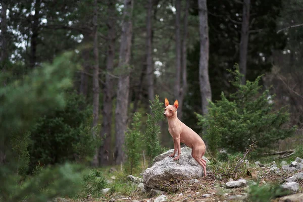 Hund Wald American Hairless Terrier Der Natur Kleines Haustier Freien — Stockfoto
