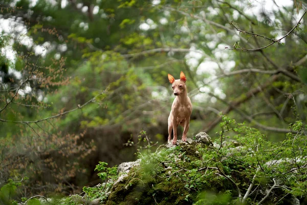 Hund Skogen Amerikansk Hårlös Terrier Naturen Liten Sällskapsdjur Promenader Utomhus — Stockfoto