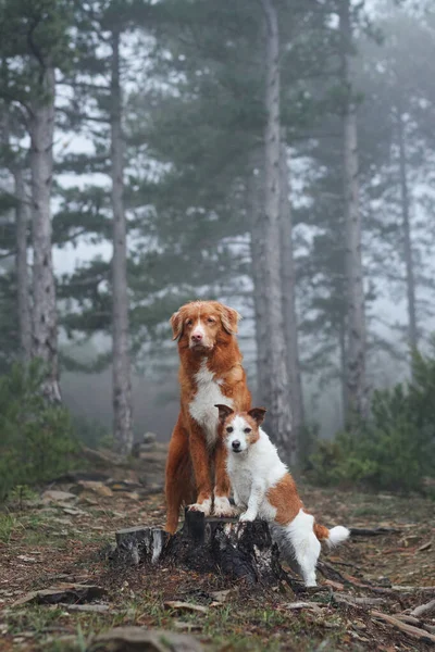 Два Собаки Обіймають Один Одного Jack Russell Terrier Nova Scotia — стокове фото
