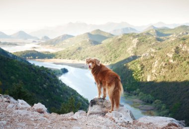 Köpek körfezdeki dağlarda duruyor ve nehre bakıyor. Nova Scotia ördeği av köpeğini doğada bir yolculuğa çıkardı. Evcil bir hayvanla yürüyüş.