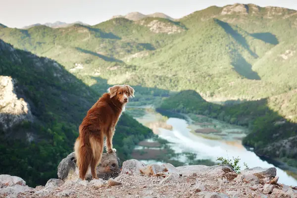 Собака Стоит Горах Берегу Смотрит Реку Новая Шотландия Утка Звонит — стоковое фото
