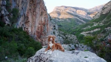 Dağlarda kızıl köpek, bir evcil hayvanla yürüyüş. Nova Scotia ördek çanı yeşil ağaçların arka planına karşı doğada av köpeği.