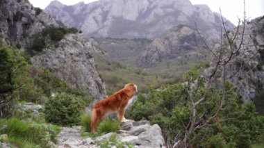 Dağlarda kızıl köpek, bir evcil hayvanla yürüyüş. Nova Scotia ördek çanı yeşil ağaçların arka planına karşı doğada av köpeği.