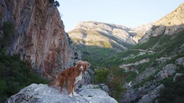 Perro Rojo Las Montañas Senderismo Con Una Mascota Nueva Escocia — Vídeo de stock
