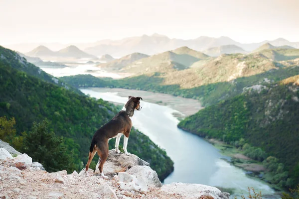 Dog Stands Peak Looks River Mix Rocks Nature Water Mountains — Stock Photo, Image