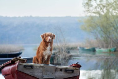 Köpek teknede. Nova Scotia Duck Tolling Retriever güneşte. Doğada bir evcil hayvanla seyahat ve macera