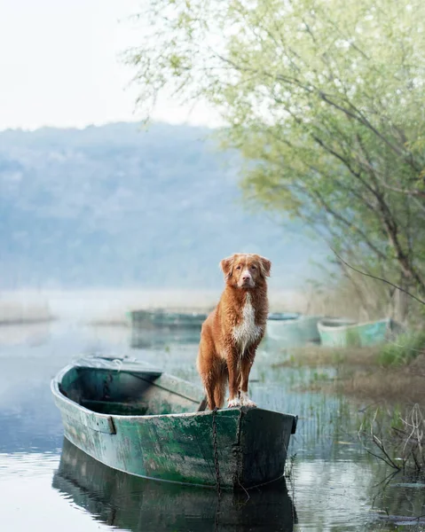 狗在船上 新斯科舍省的鸭托林回收在阳光下 与大自然中的宠物一起旅行和冒险 — 图库照片
