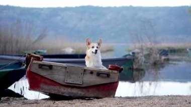Teknedeki köpek. Komik kırmızı beyaz Corgi Pembroke güvertede oturuyor. Doğadaki bir evcil hayvan