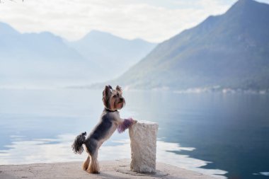 Köpek mavi dağların arka planında setin üzerinde. Şirin ve küçük Yorkshire teriyeri güneşin doğuşunda suyun yanında.. 