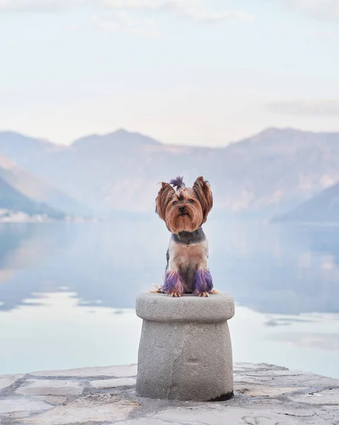 stock image dog on the embankment against the backdrop of the blue mountains. Cute and little Yorkshire terrier in nature near the water on sunrise. 