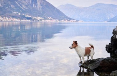 Köpek, körfezin ve dağların arkasında duruyor. Güzel Jack Russell teriyeri deniz kenarında doğada. Evcil bir hayvanla seyahat et. Eko, Macera, Komik