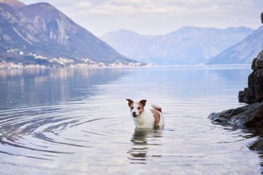 Köpek, körfezin ve dağların arka planında suyun içinde duruyordu. Güzel Jack Russell teriyeri deniz kenarında doğada. Evcil bir hayvanla seyahat et. Eko, Macera, Komik