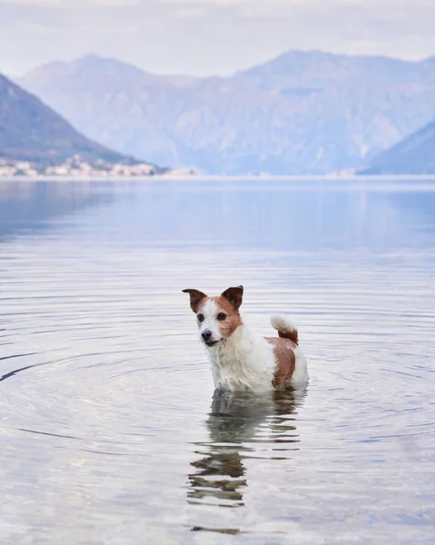 Cão Água Contra Fundo Baía Montanhas Belo Jack Russell Terrier — Fotografia de Stock
