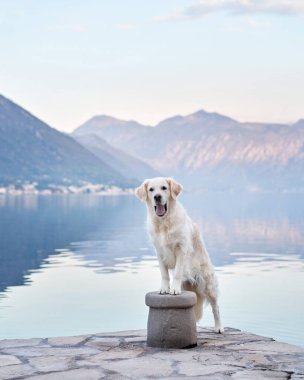 Köpek, dağların ve denizin zeminine karşı setin üzerinde duruyor. Golden Retriever deniz kenarında. Doğada evcil hayvan.