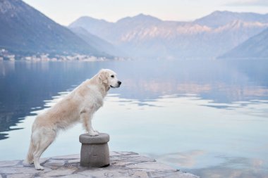 Köpek, dağların ve denizin zeminine karşı setin üzerinde duruyor. Golden Retriever deniz kenarında. Doğada evcil hayvan.