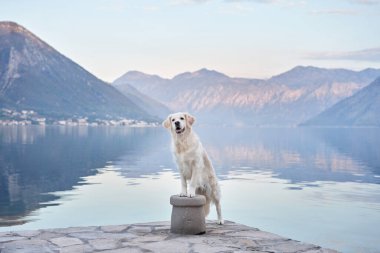 Köpek, dağların ve denizin zeminine karşı setin üzerinde duruyor. Golden Retriever deniz kenarında. Doğada evcil hayvan.