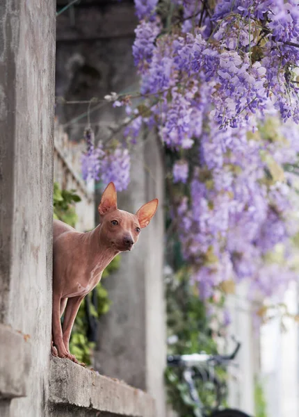 Perrito Ciudad Cerca Las Flores American Hairless Terrier Espiando Mascotas — Foto de Stock