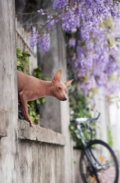 Petit Chien Dans Ville Près Des Fleurs American Hairless Terrier — Photo