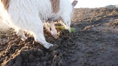 Köpek kumsalda kum kazar. Doğadaki komik hayvan. Aktif ve komik Jack Russell Terrier
