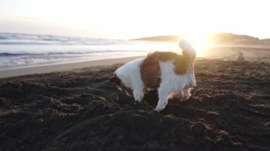 Köpek kumsalda kum kazar. Doğadaki komik hayvan. Aktif ve komik Jack Russell Terrier