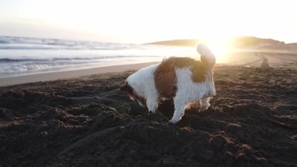 Собака Копает Песок Пляже Забавное Животное Природе Активный Забавный Джек — стоковое видео