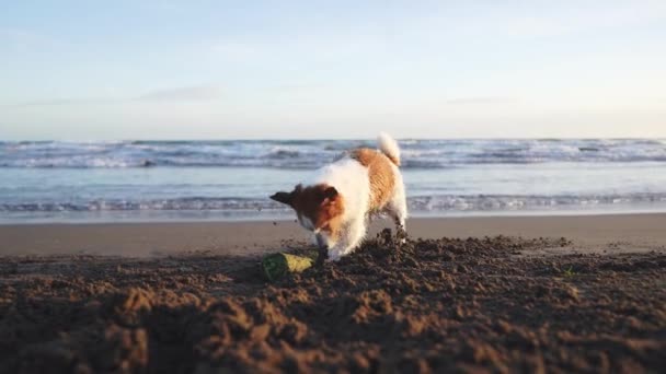 狗在海滩上挖沙子 自然界中有趣的宠物 活跃而有趣的杰克罗素特里耶 — 图库视频影像