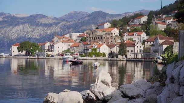 Hond Dijk Tegen Achtergrond Van Bergen Stad Zee Golden Retriever — Stockvideo