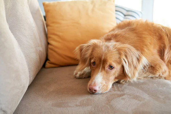 Der Hund Legte Seinen Kopf Auf Das Sofa Nova Scotia — Stockfoto