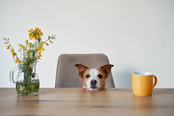 Köpek Masada Bir Sandalyeye Oturur Şirin Jack Russell Terrier Evinde — Stok fotoğraf