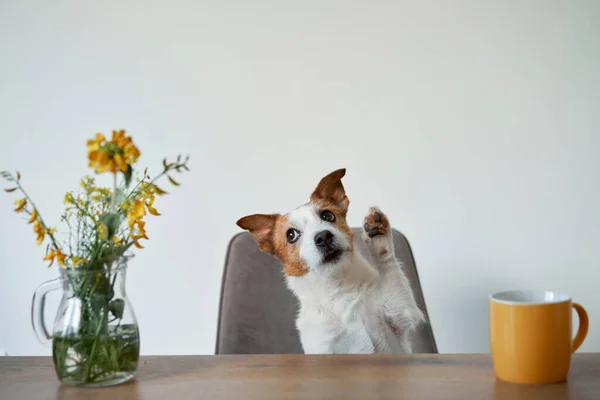 Perro Sienta Una Silla Mesa Lindo Jack Russell Terrier Casa —  Fotos de Stock