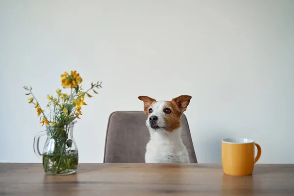 stock image the dog sits on a chair at the table. Cute Jack Russell Terrier at home indoors