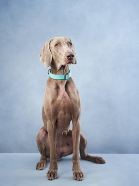 Komik Weimaraner. Mavi arka planda mutlu bir köpek. Stüdyoda evcil hayvan.