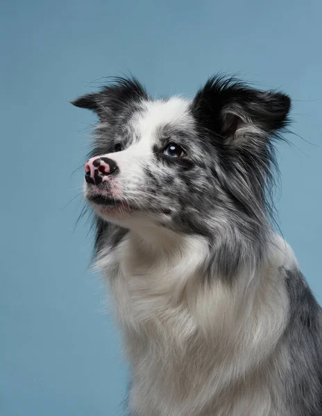 Glücklicher Hund Auf Blauem Grund Lustig Aussehender Border Collie Haustier — Stockfoto