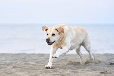 Denizde koşan mutlu köpek. Doğadaki yavru köpek Labrador Retriever. Aktif bir yürüyüşe çıkmış bir hayvan.