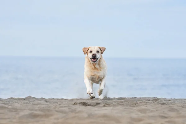 Happy Dog Running Sea Fawn Labrador Retriever Nature Pet Active Royalty Free Stock Images