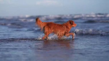 Kumsaldaki kırmızı köpek. Nova Scotia ördek gişesi av köpekleri kum ve suyla çalışır. Evcil bir hayvanla tatil